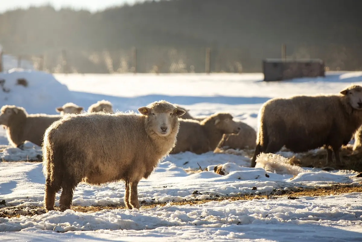 Fencing for Small Livestock: A Comparison of Options and Costs