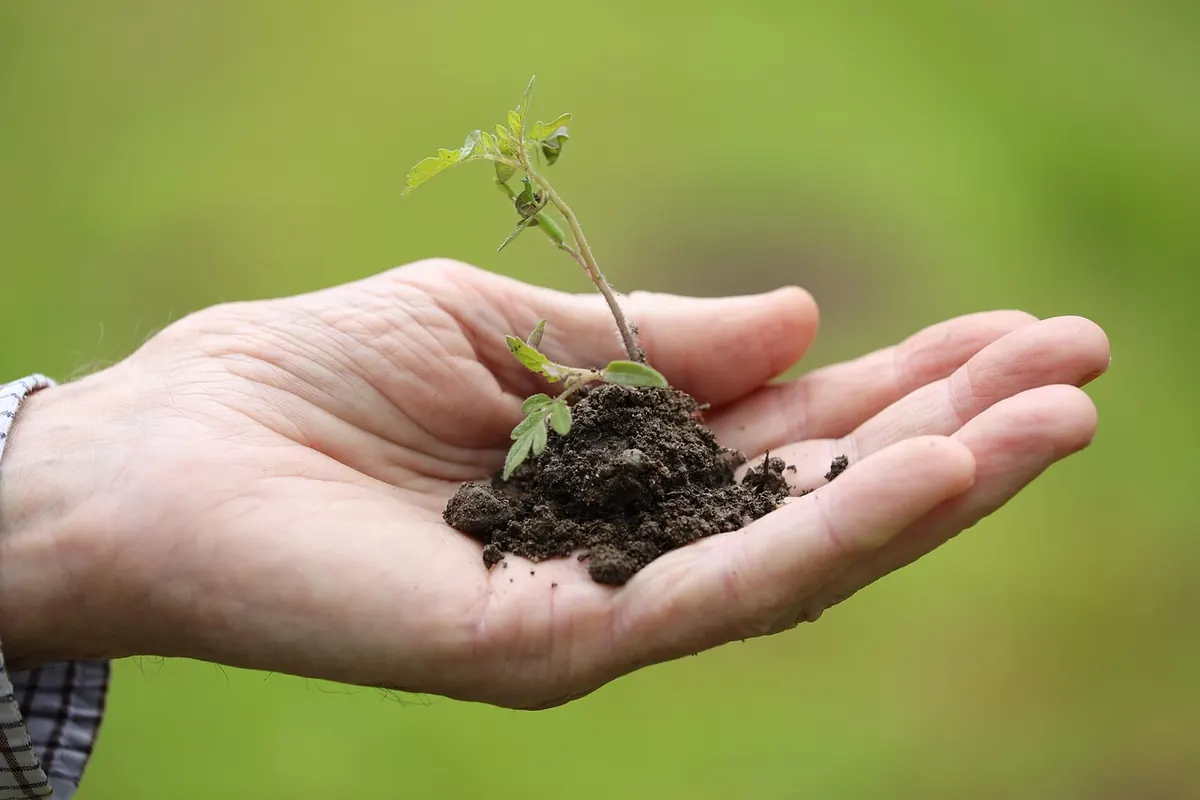 Understanding Soil pH: An Explainer for Gardeners and Homesteaders